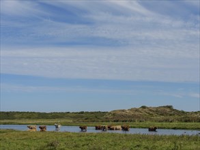 Cows standing in the water, surrounded by green meadow and under a blue sky in a peaceful