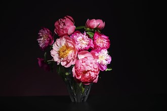Bouquet of bright pink peonies on dark background