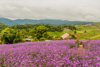 Field covered with beautiful purple flowers on long stems with building and farmland in background