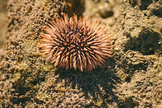 A sea urchin or Echinoidea on top of a textured rock and will be collected, sold and eaten raw as a