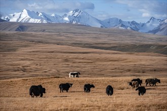 Glaciated and snow-covered mountains, herd of yaks grazing on the plateau in autumnal mountain