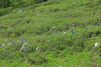 Gentian meadow, gentian