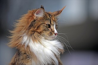 Norwegian Forest Cat