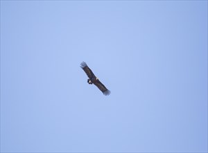 Black vulture or cinereous vulture (Aegypius monachus), Monfraguee National Park, Extremadura,