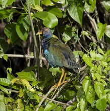 Purple Gallinule or american purple gallinule (Porphyrio martinicus) juvenile, sitting on a branch,