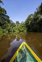 Bow of a boat, dense rainforest and river landscape, green vegetation in the tropical rainforest is