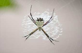 Orb-weaver spider (Argiope submaronica), white, sitting in its web, Tortuguero National Park, Costa