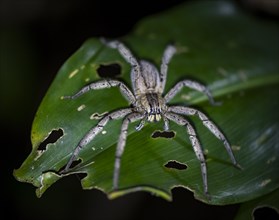 Getazi comb spider or Getazi banana spider (Cupiennius tazi) sitting on a banana leaf at night,