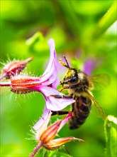 European Honey Bee, Apis mellifera on a pink flower