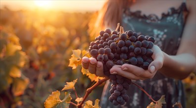 Hands holding grape vine in winery field at sunset, AI generated