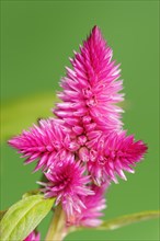 Plumose celosia (Celosia argentea var. plumosa), inflorescence, ornamental plant, North