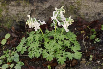 Corydalis solida (Corydalis solida), white flowering, North Rhine-Westphalia, Germany, Europe