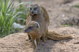 Mating dwarf mongoose (Helogale), Nuremberg Zoo, Middle Franconia, Bavaria, Germany, Europe