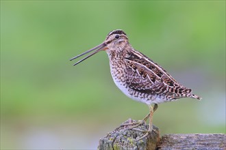 Common snipe (Gallinago gallinago), mating, calling male on a pasture fence, snipe birds, wildlife,