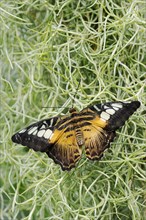 Parthenos sylvia (Parthenos sylvia brown), captive, occurrence in Asia