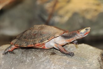 Red-bellied short-necked turtle (Emydura subglobosa), captive, occurring in Australia