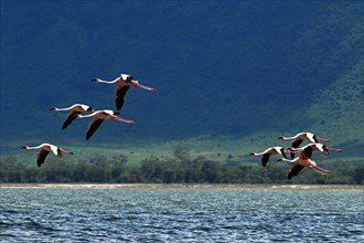 Lesser flamingos (Phoeniconaias minor) in flight, Ngorongoro Crater, Ngorongoro Conservation Area,