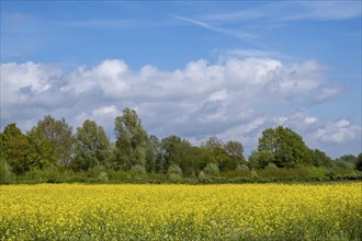 Rape field in bloom (Brassica napus), Muensterland, North Rhine-Westphalia, Germany, Europe