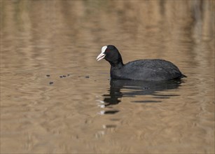 Common coot (Fulica atra), swimming on a pond, Thuringia, Germany, Europe