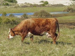 A brown and white cow grazing in a meadow in a natural landscape with plants in the background, cow