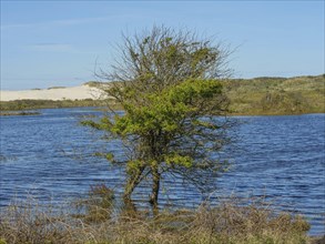 A tree in a lake with dunes in the background and scrub in the foreground under a blue sky, green