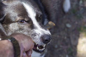 Close-up of the head of a black and white dog biting a stick out of its owner's hand