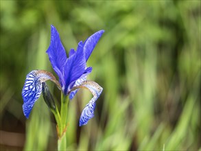 Siberian iris (Iris sibirica), close-up with focus stacking, near Irdning, Ennstal, Styria