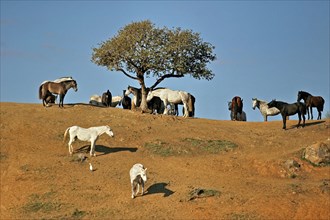 Andalusian, Andalusian horse, Antequerra, Andalusia, Spain, herd with foal, Europe