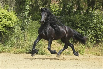 Friesian, Friesian horse