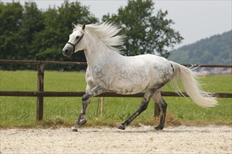 Berber, Berber horse