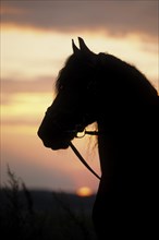 Friesian, Friesian horse