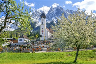 Spring meadow with blossoming trees and parish church in front of the Grosser Waxenstein 2277m in