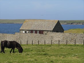 A horse eats grass on a green meadow in front of a stone house and the sea under a blue sky, black