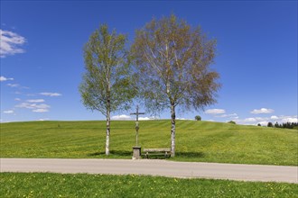 Wayside cross with bench on a path, birch trees, Allgaeu Alps, Ostallgaeu, near Buching, Allgaeu,