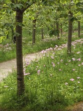 A quiet path through a park with trees and pink blooming flowers on a green meadow, small, winding