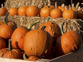 Pumpkins with warts in a wooden box, surrounded by bales of straw, autumn harvest scene, many