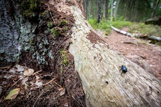 Beetle, tree trunk, Sweden, Europe