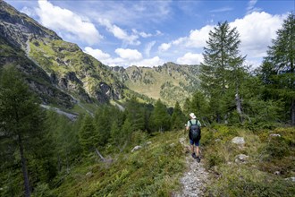 Mountaineer on a hiking trail, mountain landscape with green meadows and larches, Obergailtal,
