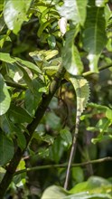 Plumed basilisk (Basiliscus plumifrons), adult male sitting on a branch, Tortuguero National Park,