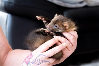 Beech marten (Martes foina), practical animal welfare, young animal is examined after arrival at a