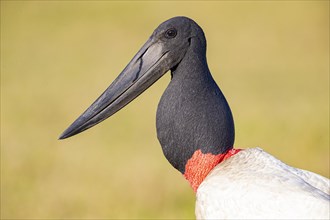 Jabiru (Jabiru mycteria) Pantanal Brazil