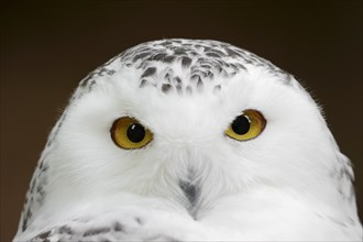 Snowy owl (Bubo scandiacus, Nyctea scandiaca), female, portrait, captive, North Rhine-Westphalia,
