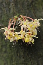 Cocoa tree (Theobroma cacao), flowers on the tree