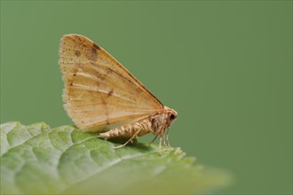 Scarce umber (Agriopis aurantiaria), male, North Rhine-Westphalia, Germany, Europe