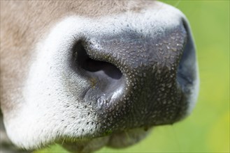 Snout of a cow, Allgaeuer Braunvieh, domestic cattle breed (Bos primigenius taurus), Allgaeu,