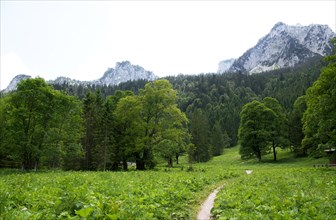 Saueling, single trail at the foot of the mountains, Ammergau Alps, Bavaria, Germany, Europe
