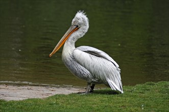 Dalmatian pelican (Pelecanus crispus) on the shore, Nuremberg Zoo, Am Tiergarten 30, Nuremberg,