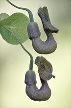 Dutchman's pipe (Aristolochia macrophylla), flowers, Emsland, Lower Saxony, Germany, Europe