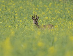 European roe deer (Capreolus capreolus), roebuck standing in a rapeseed field, rapeseed (Brassica