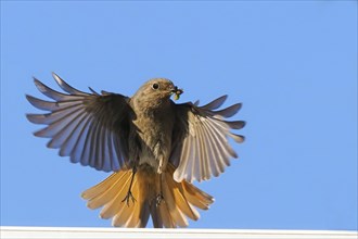 A redstart (Phoenicurus ochruros), female, flies with outstretched wings against a blue sky and